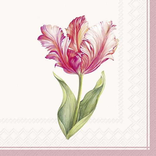 Driselle Cream Tulip IHR Paper Cocktail Napkins 25 cm 20 pack 3 ply
