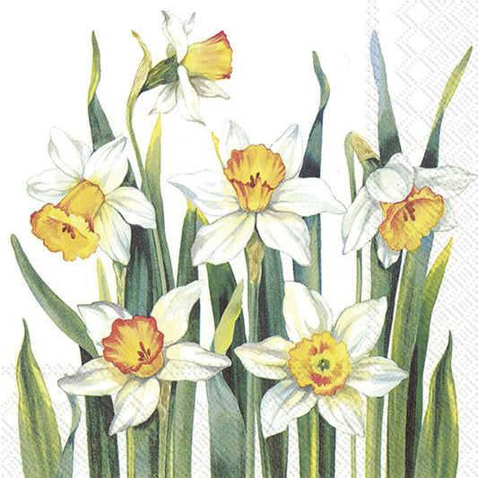 WHITE NARCISSUS White Yellow Flowers IHR Paper Lunch Napkins 33 cm sq 3 ply 20 pack